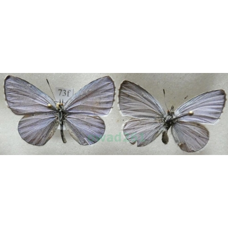 Celastrina argiolus (Linnaeus, 1758) 2xmale Modraszek wieszczek Czech73f